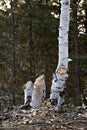 Beaver stock photo. Beaver Cut down birch tree stock photo. Beaver work. Tree felled by beaver. Tree cut down by beavers. Close-up Royalty Free Stock Photo