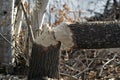 Beaver stock photo. Beaver Cut down tree stock photo. Beaver work. Tree felled by beaver. Tree cut down by beavers. Close-up Image Royalty Free Stock Photo