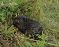 Beaver stock photos. Beaver baby close-up eating grass, displaying brown fur, body, head, eyes, ears, nose,whiskers, paws, in its