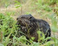 Beaver stock photos.Beaver baby close-up eating grass. Image. Picture. Portrait