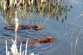 Beaver Stock Photos. Beaver couple. Beavers wild animal. North American beavers. Beaver fur trade economy