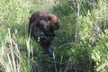 Beaver Stock Photos. Beaver grooming. Image. Picture. Portrait. Beaver tail. Background foliage . Fur trade economy