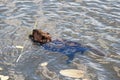 Beaver Stock Photos. Beaver logging a branch to build lodge. North American beaver. Beaver tail. Fur trade economy. Image.