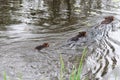 Beaver Stock Photos. Beavers mother, teen, baby in the water. Beaver family in the water