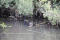 Beaver Stock Photos. Beaver eating leaves. North American beaver. Fur trade economy. Background foliage. Beaver tail