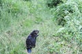 Beaver Stock Photos. Beaver in the field. Close-up profile view wild beaver. Image. Portrait. Picture. Beaver in its environment