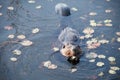 Beaver Stock Photos. Head close-up profile view. Lily pads background and foreground. Image. Picture. Portrait. North American