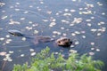 Beaver Stock Photos. Head close-up profile view. Lily pads background and foreground. Image. Picture. Portrait. North American