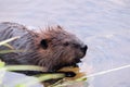 Beaver Stock Photos. Head close-up profile view.Water background and foreground. Image. Picture. Portrait