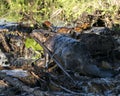 Beaver Stock Photos. Image. Picture. Portrait. Building dam. Beaver wet fur. Muddy beaver. Working beaver