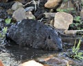 Beaver Stock Photos. Image. Picture. Portrait. Building dam. Beaver wet fur. Muddy beaver. Working beaver. Rock and foliage