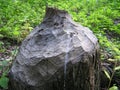 Beaver Stump Royalty Free Stock Photo