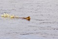 Beaver swimming with branch