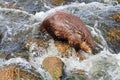 A beaver swimming downstream over rock rapids