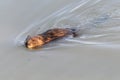 Beaver Royalty Free Stock Photo