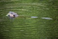Beaver swimming in pond, eating, at Southford Falls, Southbury,
