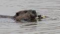 Beaver swimming in pond eating twig.