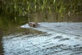 Beaver swimming toward vegetation at Southford Falls, Southbury,