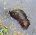 Beaver Swimming in Water 2