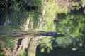 Beaver swims across the river
