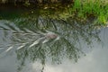 A beaver swims along the Wuhle River in the spring. Berlin, Germany