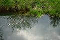 A beaver swims along the Wuhle River in the spring. Berlin, Germany