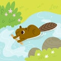 Beaver swims carrying a branch in his paws. Royalty Free Stock Photo