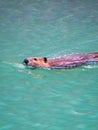 A beaver swims in High Lake in Yellowstone National Park