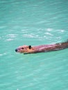 A beaver swims in High Lake in Yellowstone National Park