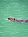 A beaver swims in High Lake in Yellowstone National Park