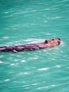 A beaver swims in High Lake in Yellowstone National Park