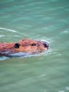 A beaver swims in High Lake in Yellowstone National Park
