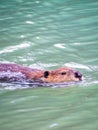 A beaver swims in High Lake in Yellowstone National Park