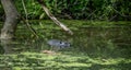 Beaver swims in the lake. Concept to gnaw, swim, build a dam