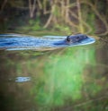 beaver swims on the river