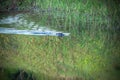 beaver swims on the river