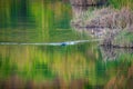 beaver swims on the river