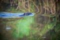 beaver swims on the river