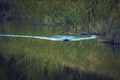 beaver swims on the river