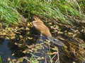 Beaver Tagged Swimming in a Marsh