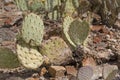 Beaver Tail Cactus, Opuntia basilaris, a pricklypear species Royalty Free Stock Photo