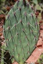 Beaver-Tail Cactus