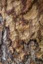 Beaver Teeth Marks on Ponderosa Pine Tree Bark Royalty Free Stock Photo