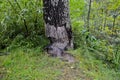 Beaver teeth marks on tree trunk in autumn forest Royalty Free Stock Photo