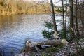 The beaver teeth marks on a tree trunk, tree gnawed by the beaver Royalty Free Stock Photo