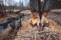 The beaver teeth marks on a tree trunk, tree gnawed by the beaver on river bank