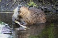 Beaver in the Tetons Royalty Free Stock Photo