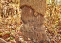 Beaver tooth marks on large tree trunk Royalty Free Stock Photo