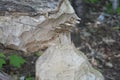 Beaver tree chewed down