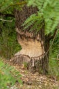 Beaver tree damage